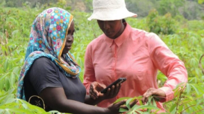 Agricultores no Quénia utilizam smartphones para aumentar a produção de alimentos